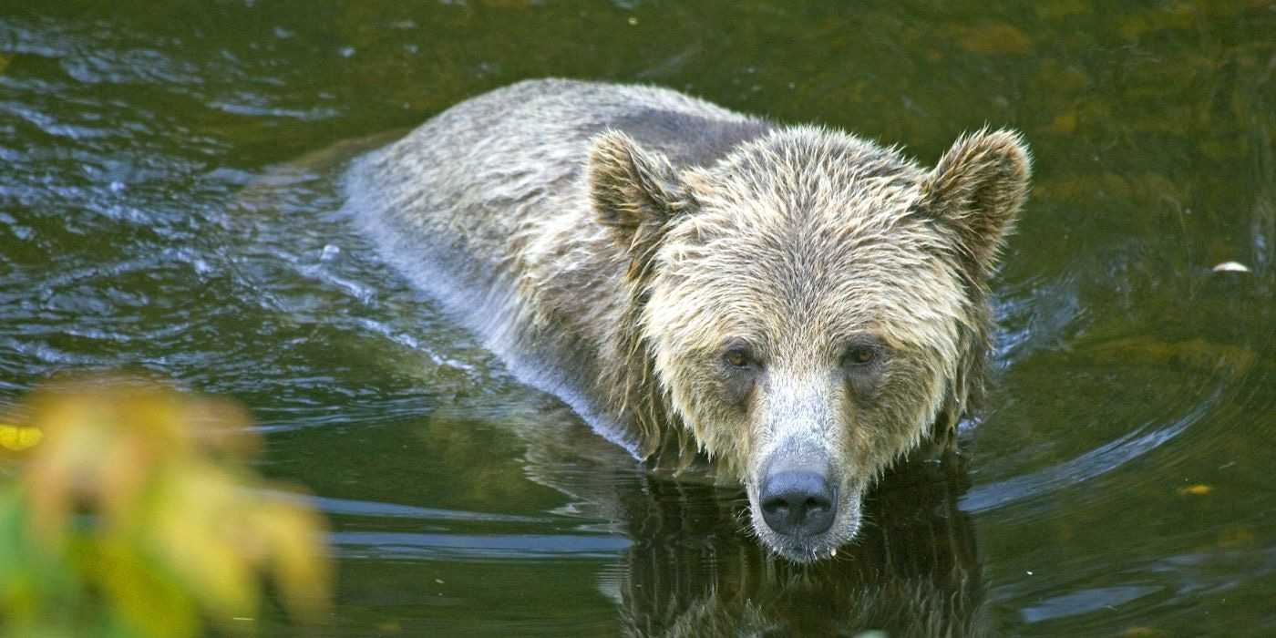 Grizzly bear in Knight Inlet, Canada