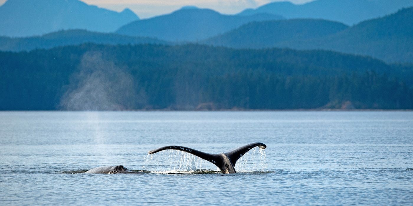 Humpback whale, Knight Inlet, Canada