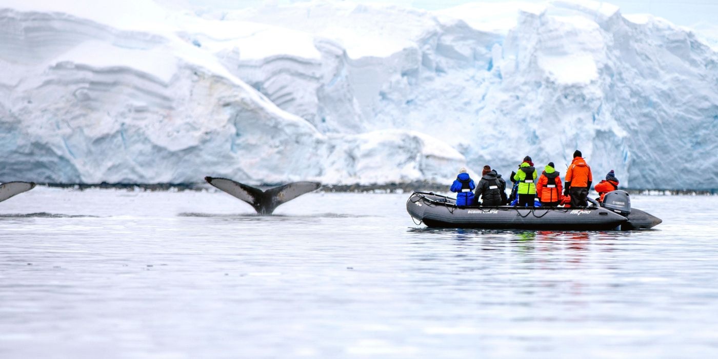 People in a Zodiac observing whales swimming nearby in a tranquil marine environment.