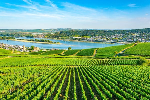 Ru desheim Hike through vineyards