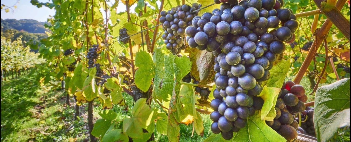 Clusters of grapes on the vine, surrounded by green leaves in a sunlit vineyard.