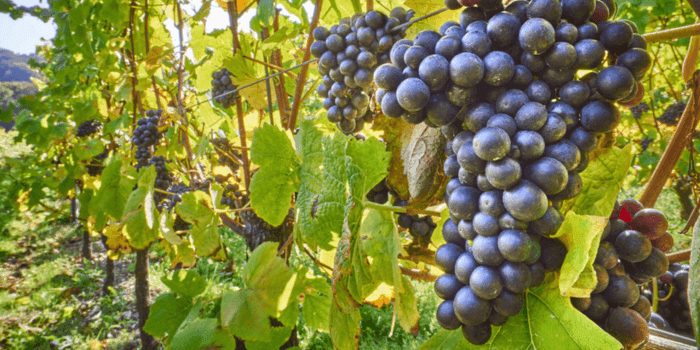 Bordeaux Grapes