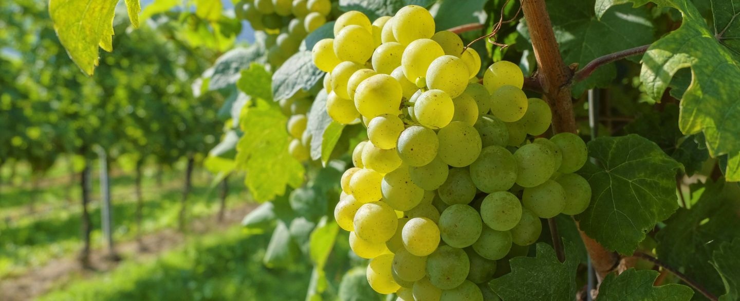 Clusters of grapes on the vine, surrounded by green leaves in a sunlit vineyard.